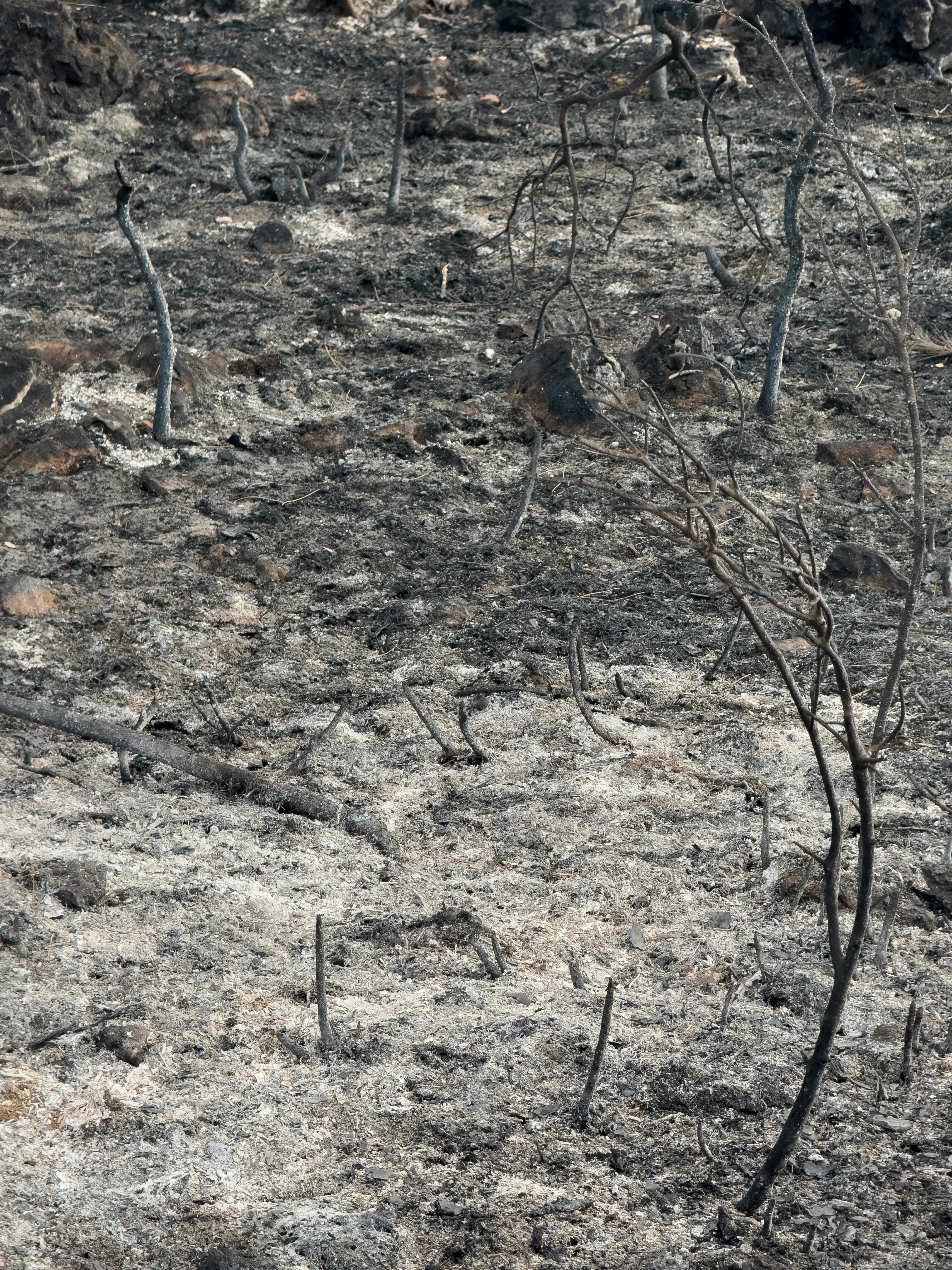 A scorched landscape with charred tree stumps and ash-covered ground, indicating recent wildfires and environmental destruction.