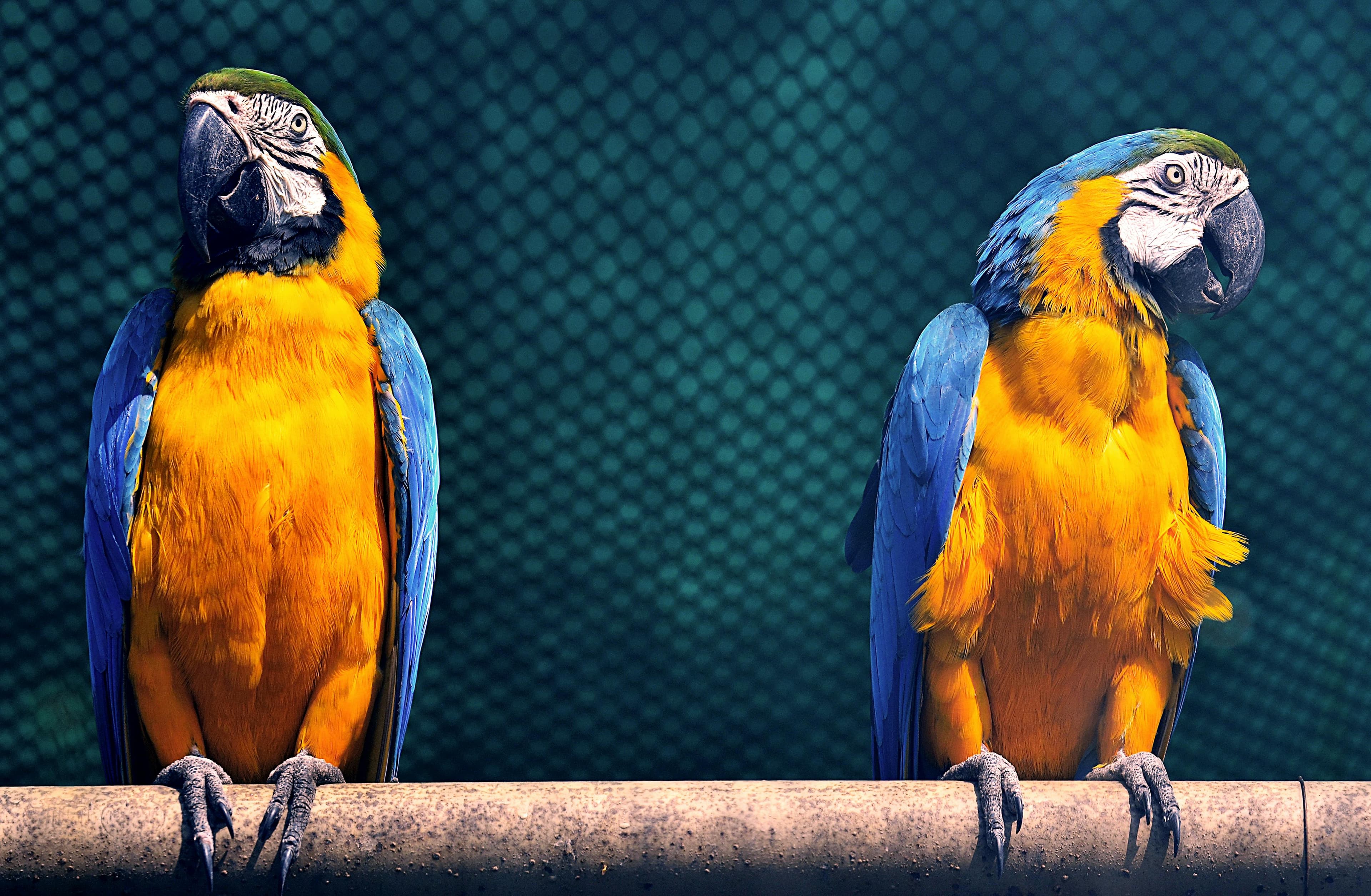 Two vibrant macaws, with bright blue wings and golden-yellow bodies, perched on a wooden rail against a green mesh background.