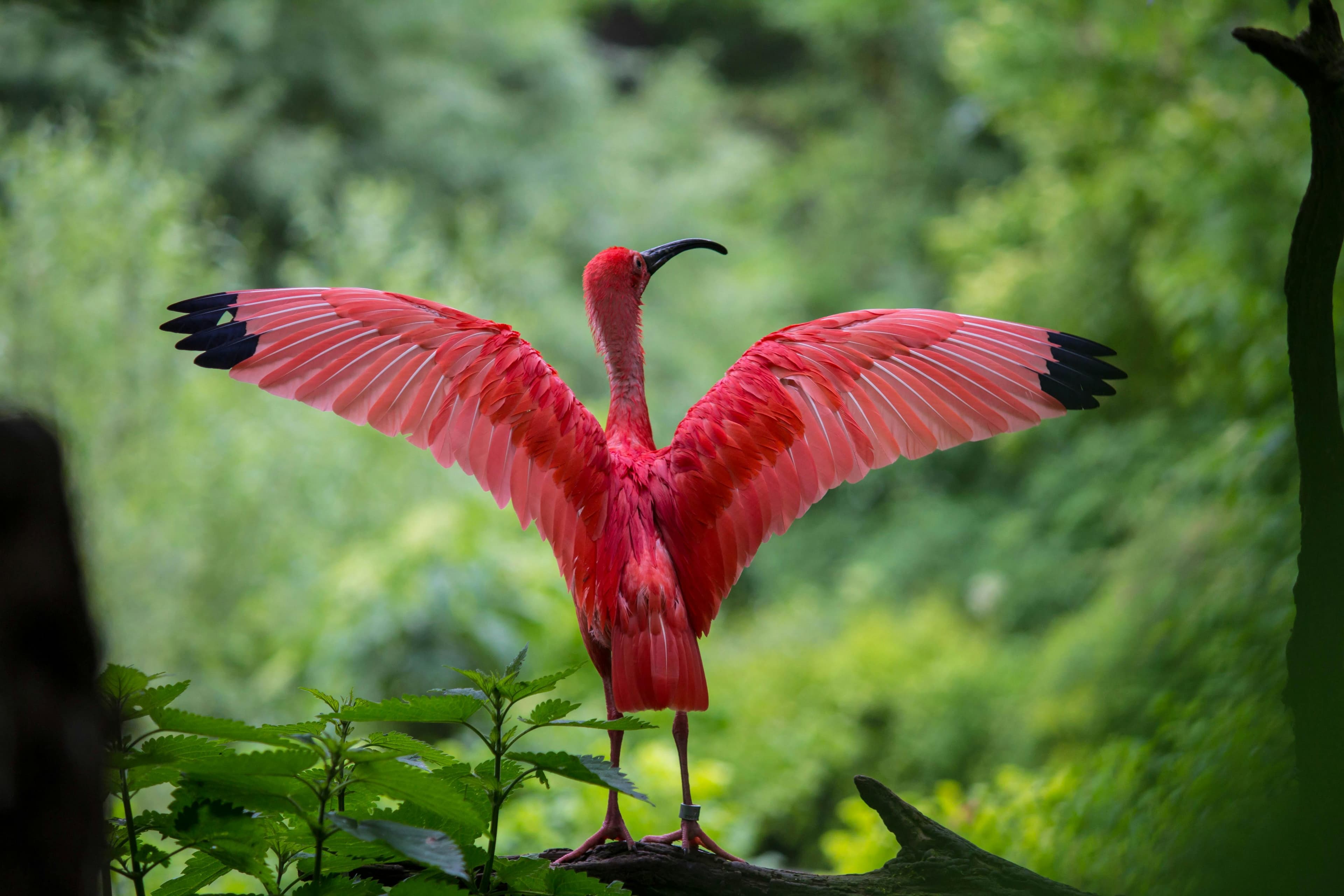 A vibrant scarlet ibis stands with its wings spread wide, showcasing its brilliant pink feathers against a lush green background.