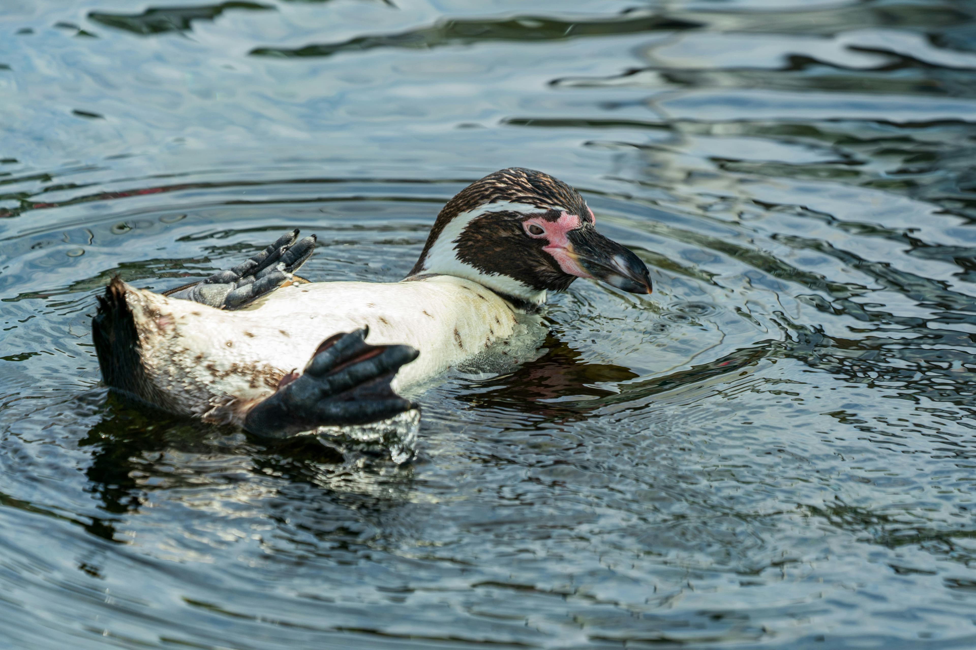 A penguin floating on its back in calm water, displaying its distinctive black and white plumage and pink facial markings.