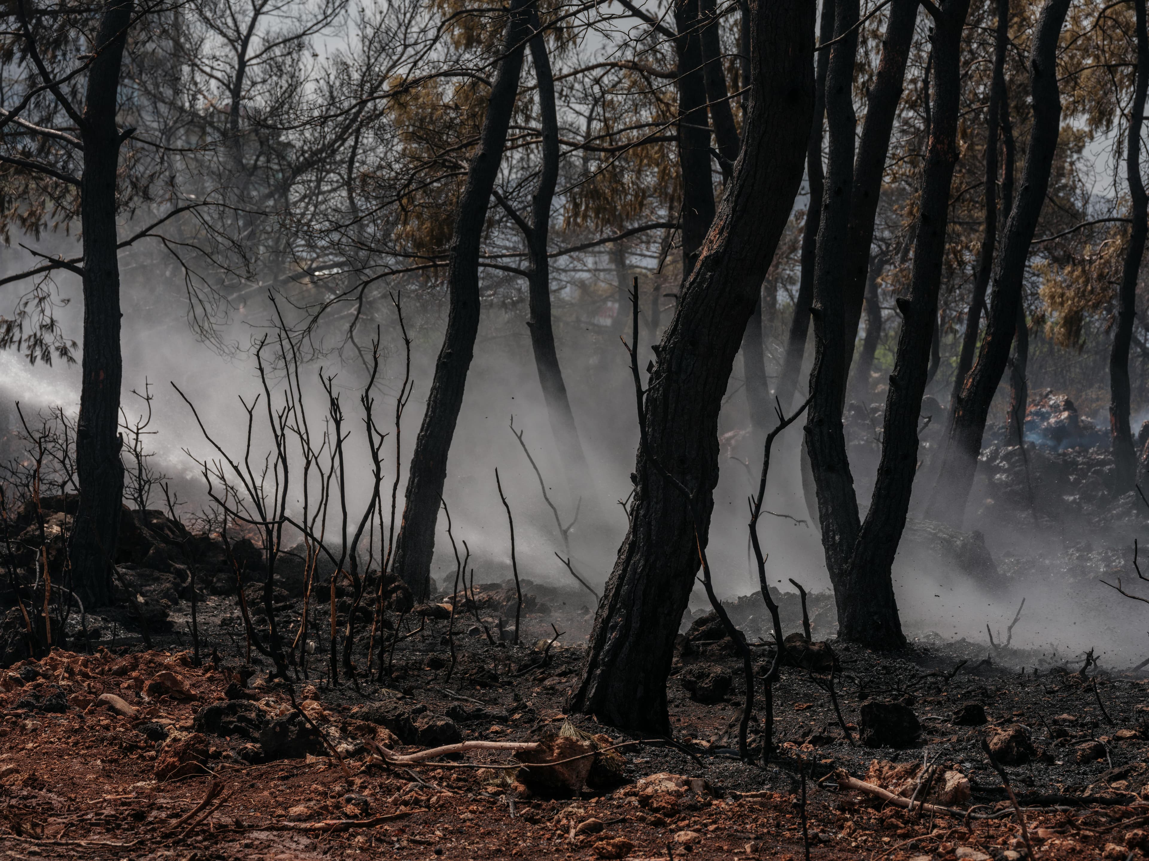 Trees with a smoke from a fire in the background.